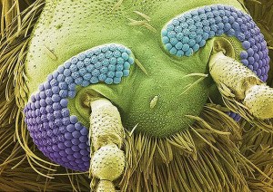 MOUSTIQUE PROSERESTANTE